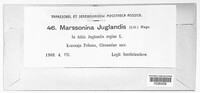 Marssonina juglandis image